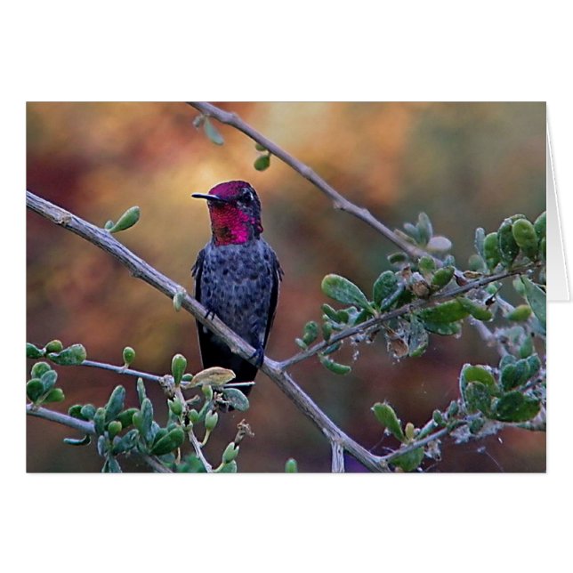 Colibri au coucher du soleil (Devant horizontal)