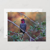 Colibri au coucher du soleil carte postale (Devant / Derrière)