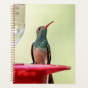 Colibri au Texas 2024