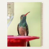 Colibri au Texas 2024 (Dos)