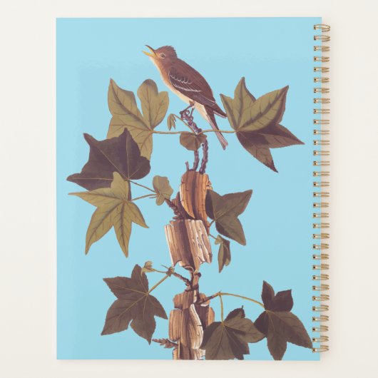 Colibri Audubon Traill (Dos)