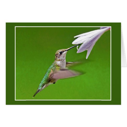 Colibri Avec Hyacinth Été (Devant horizontal)