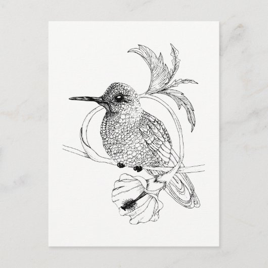 Colibri Bird Illustration Briefkaart (Voorkant)