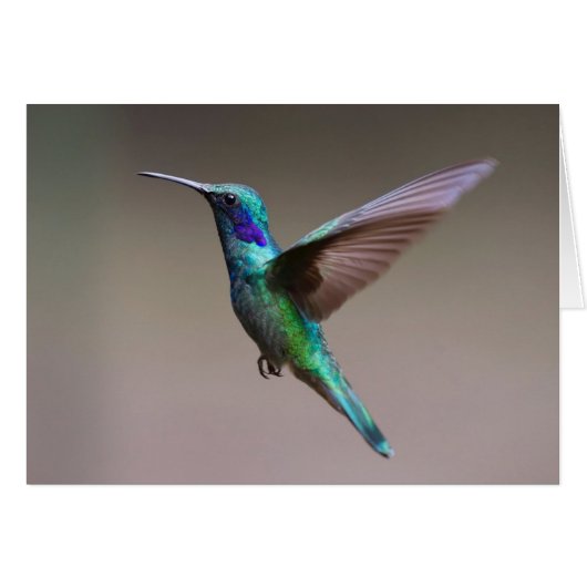 Colibri dans la carte de note de vol (Devant horizontal)