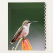 Colibri dans la vallée de l'Hudson 2024 (Dos)