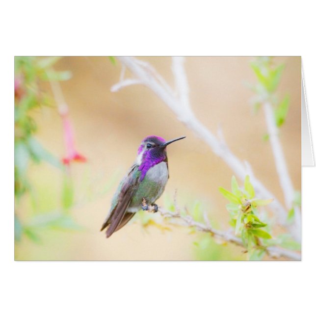 Colibri de Costa parmi le feuillage (Devant horizontal)