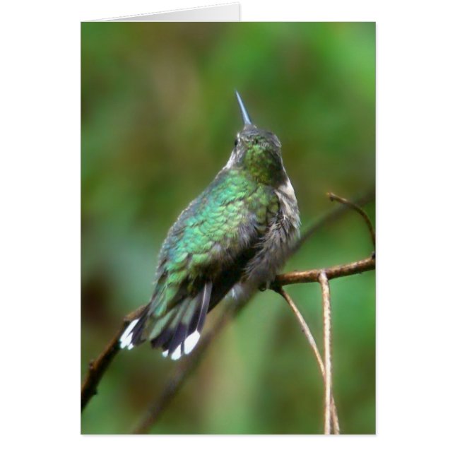 Colibri De L'Été (Devant)