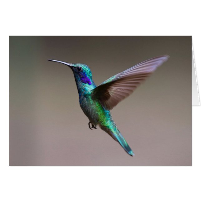 Colibri en vol (Devant horizontal)