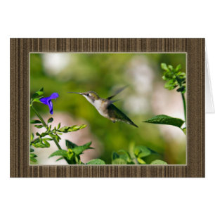 Colibri encadré