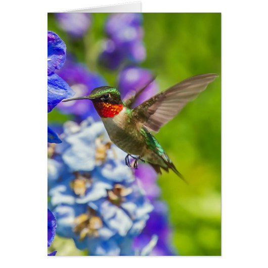 Colibri Et Delphinium (Devant)