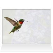 Colibri Et Delphinium (Intérieur Horizontal (Haut))