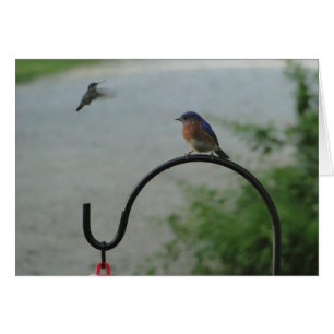Colibri et oiseau bleu, religieux