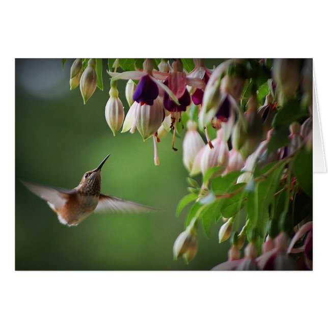 Colibri et Plante de Fushia (Devant horizontal)