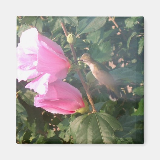 Colibri et Rose de Sharon Magnet (Devant)