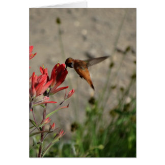 Colibri fleur sauvage rouge