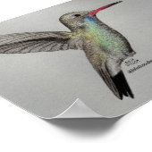 Colibri - Impression (Coin)
