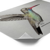 Colibri iridescent | Impression d'art au crayon (Coin)