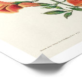 Colibri Mango par Audubon Poster (Coin)