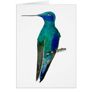 Colibri mexicain