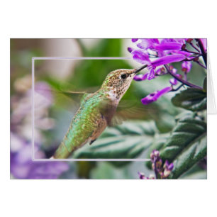 Colibri occupé