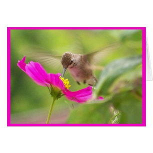 colibri Oiseau Animaux Faune Florale