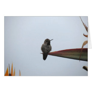 Colibri rocailleux 2014