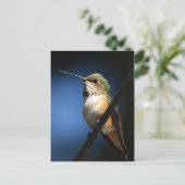 Colibri roux - Cartes postales (Debout devant)