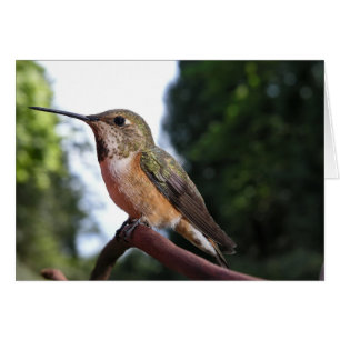 Colibri roux femelle - Cartes