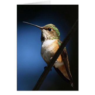 Colibri roux mâle - Cartes