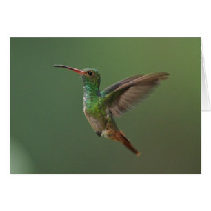 colibri Rufous-coupé la queue