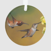 Colibri Rufous de flottement (dos)