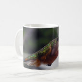 Colibri Rufous - tasses (Devant gauche)