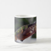 Colibri Rufous - tasses (Centre)