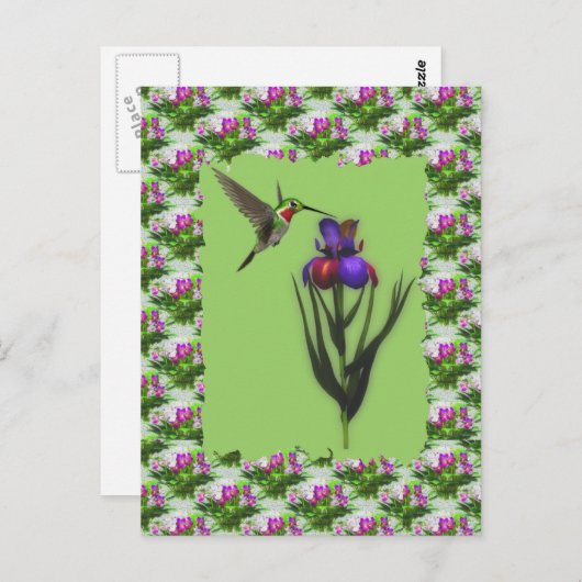 Colibri Sur Carte Postale Iris Flower (Devant / Derrière)