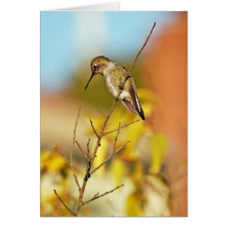 Colibri sur la brindille