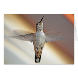 Colibri survolant