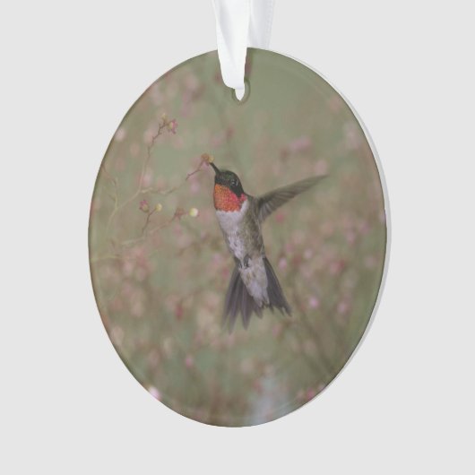 colibri throated rouge (devant)