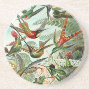 Colibri (Trochilidae) par Dessous de verre Haeckel