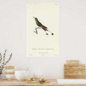 Colibri vert à long queue de l'ancienne impression (Cuisine)