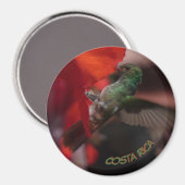 Colibri vert sur la croûte à fleurs orange. Magnet (Recto/Verso)