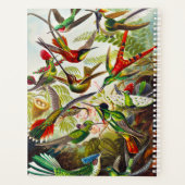 Colibri vintage par Ernst Haeckel (Dos)
