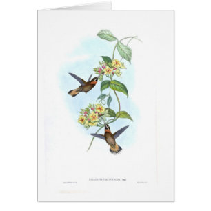 Colibris