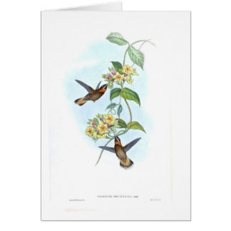 Colibris