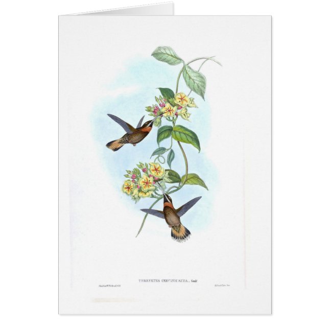 Colibris (Devant)