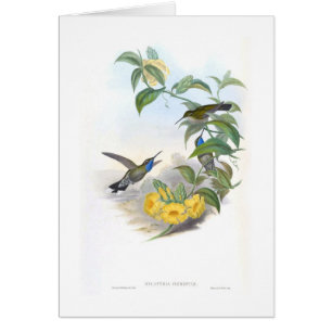 Colibris