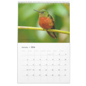Colibris de calendrier de l'Equateur (Jan 2026)