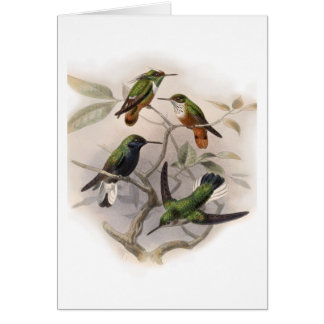 Colibris en vol - Customisés