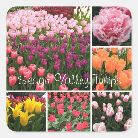 collage autocollant pour tulipes Skagit Valley, WA (Devant)