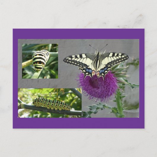 Collage de carte postale DIY Papillon jaune (Devant)