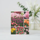 Collage de cartes postales pour tulipes Skagit Val (Debout devant)